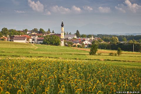 Gemeinde Tarsdorf Bezirk Braunau Tarsdorf Sonnenblumen (Dirschl Johann) Österreich BR
